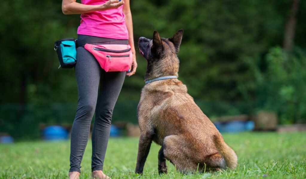 Pet and Dog Trainers