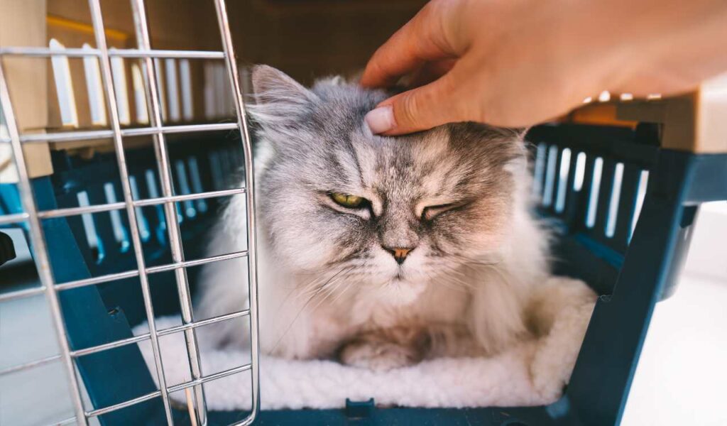 Pet Transport