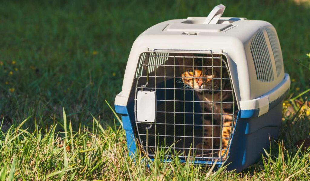 Pet Transport Services