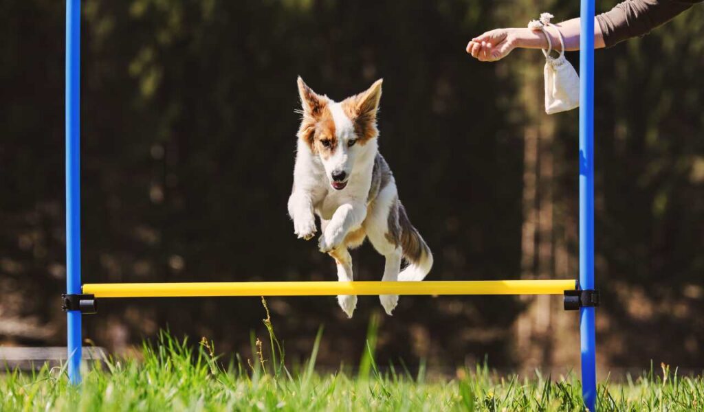Pet and Dog Trainers in Kolkata