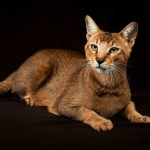 Chausie Cat