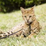 Savannah Cat