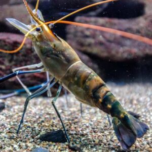 Shrimp Fish
