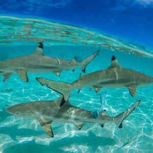 Sharks
