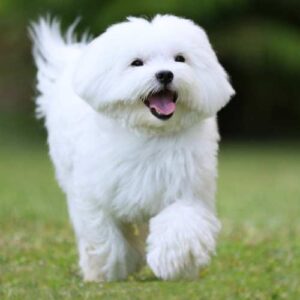 Maltese Dog