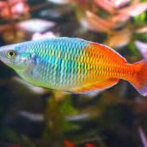 Rainbow Fish