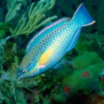 Parrotfish