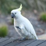 Cockatoos Bird