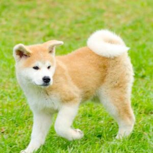 Akita