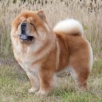 Chow Chow