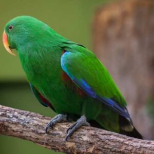 Electors Bird