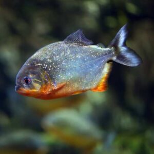 Piranha